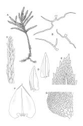 Image: R.C. Wagstaff © Landcare Research 2014 